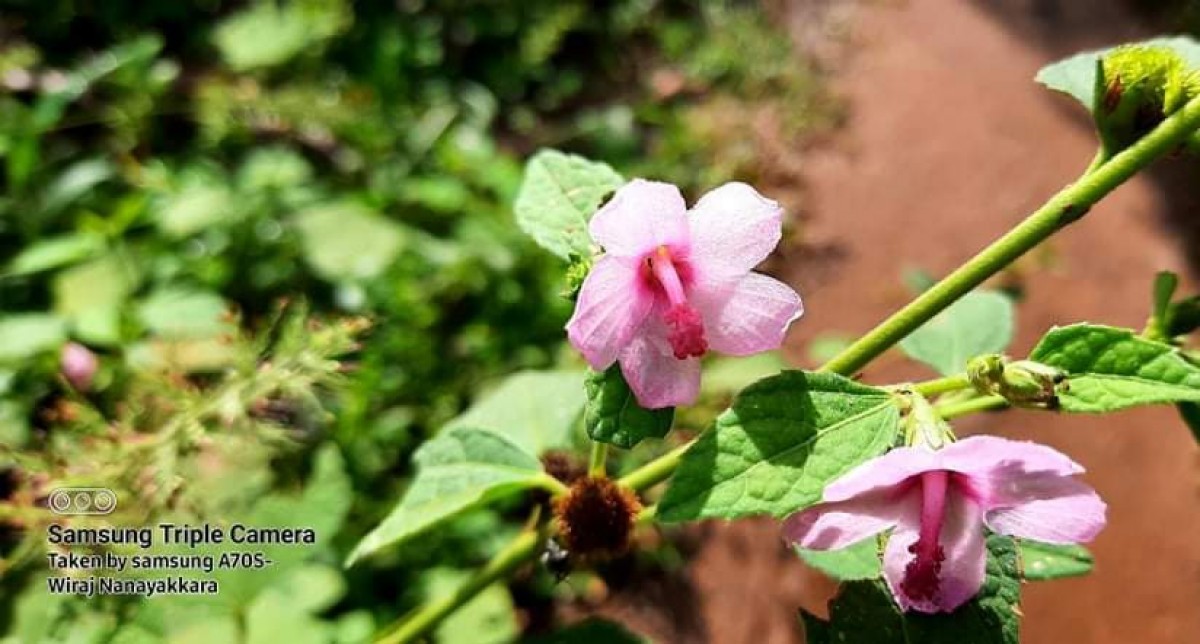 Urena lobata subsp. lobata